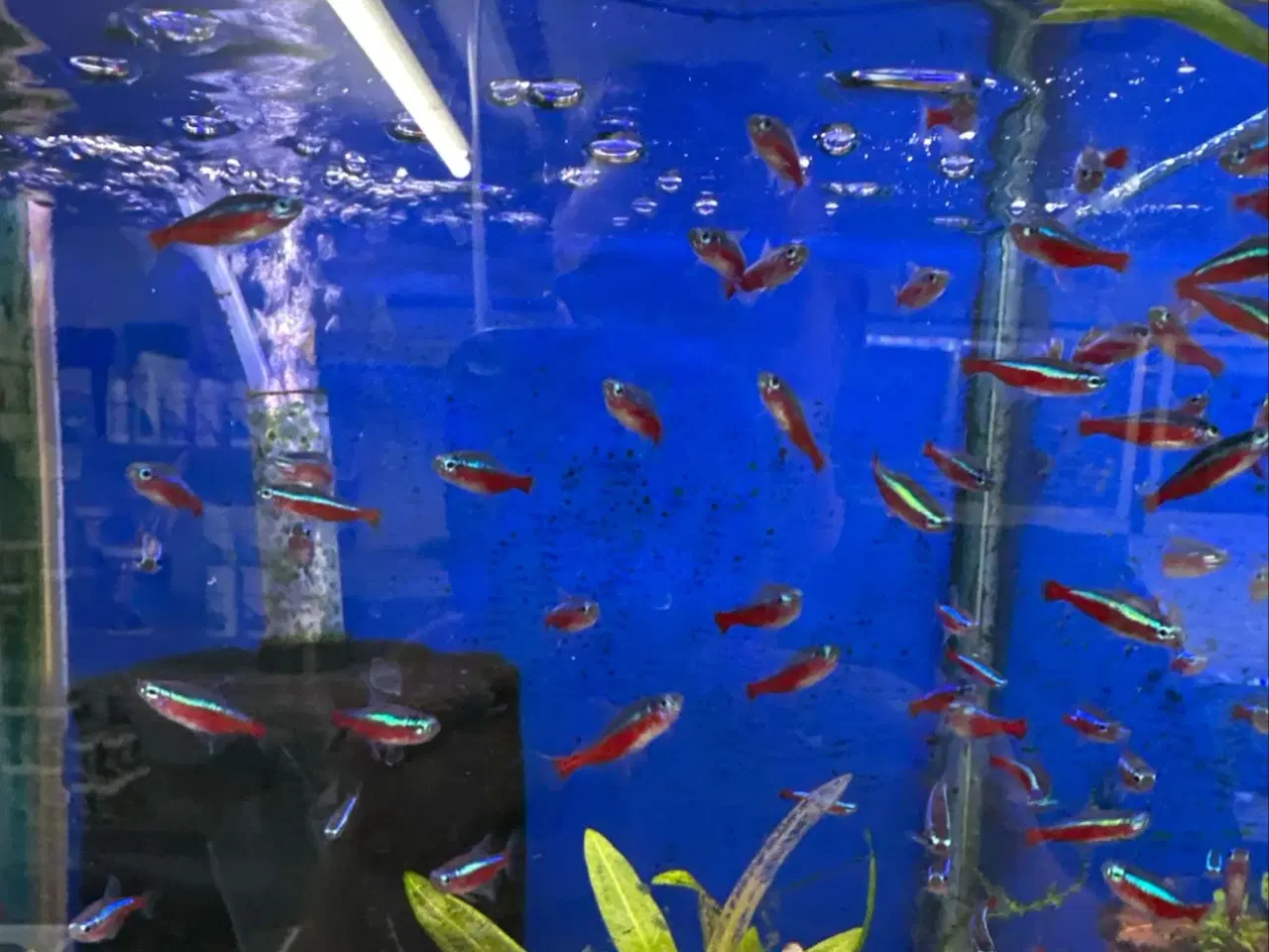 Billede 1 - Rød neon