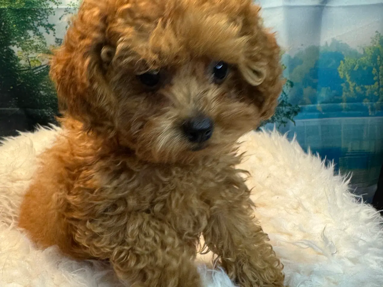 Billede 11 - Maltipoo  Rejseklar  ❤️🐾