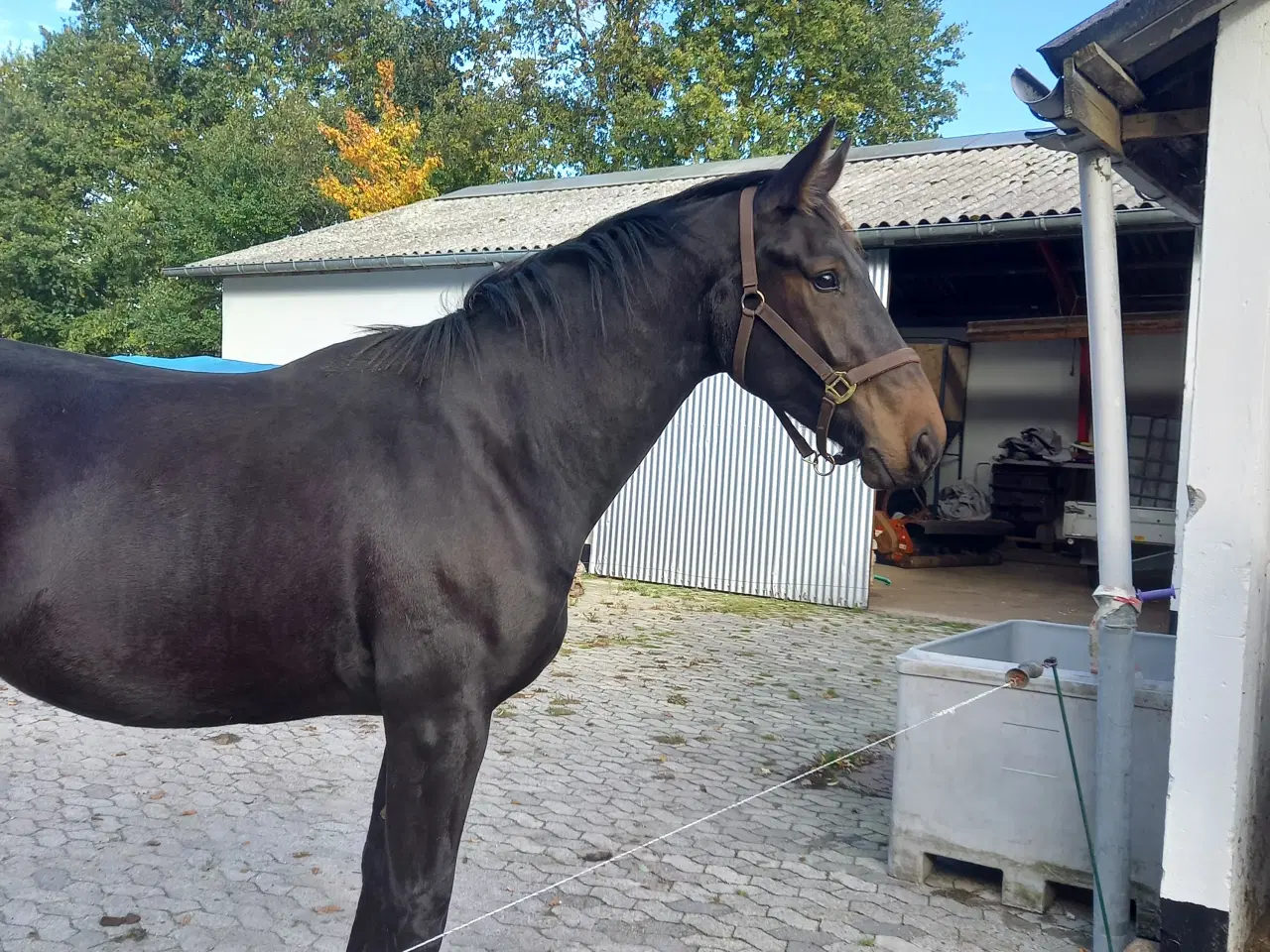 Billede 4 - Tysk oldenborg vallak