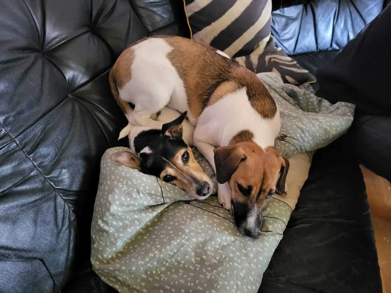 Billede 2 - To skønne hunde hunde søger nyt hjem