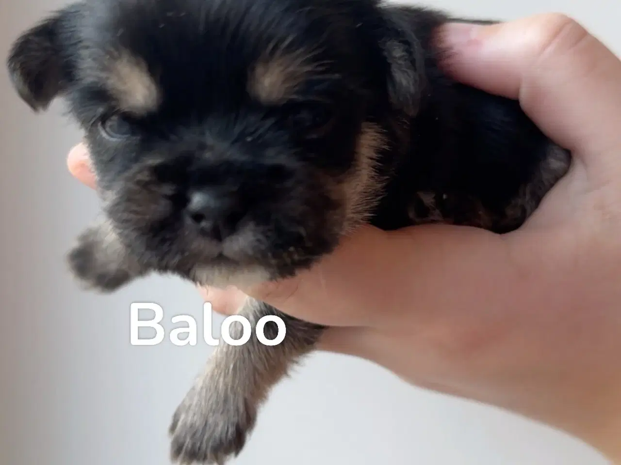 Billede 2 - 🐶 6 familiehvalpe søger deres helt eget hjem 🐶