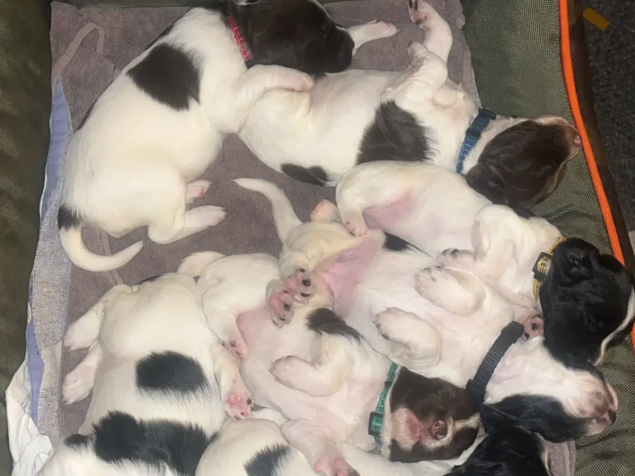 Billede 4 - Fy springer spaniel hvalpe