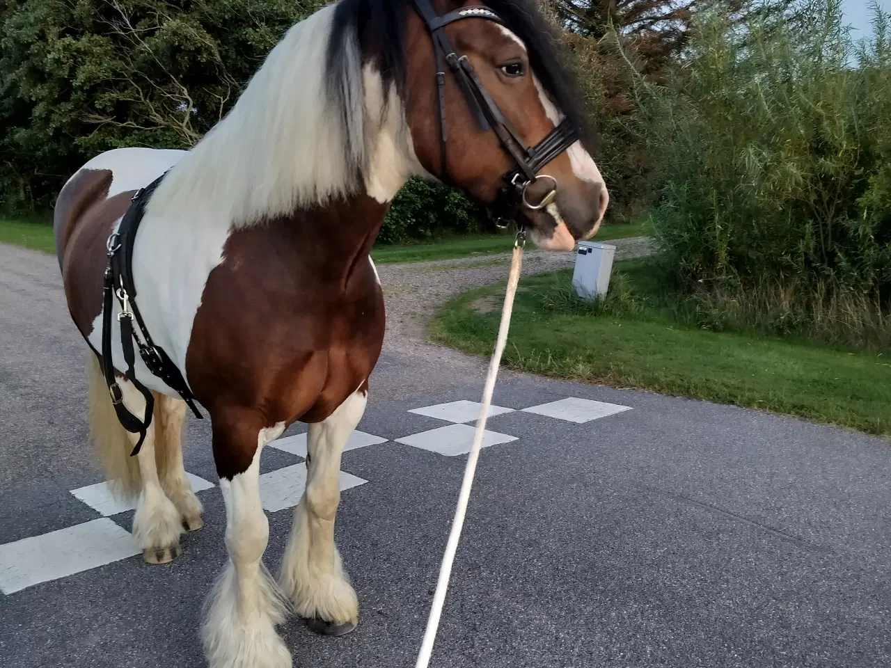 Billede 4 - Irish cob hoppe 