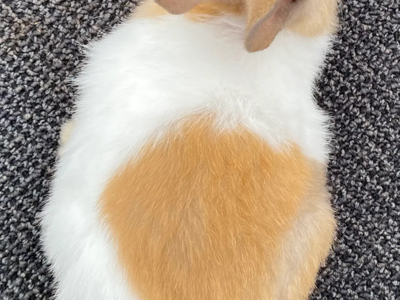 Billede 6 - HOLLÆNDER HAN MADAGASCAR