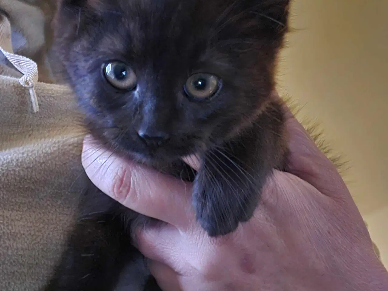 Billede 4 - Main coon x siameser/ragdol 