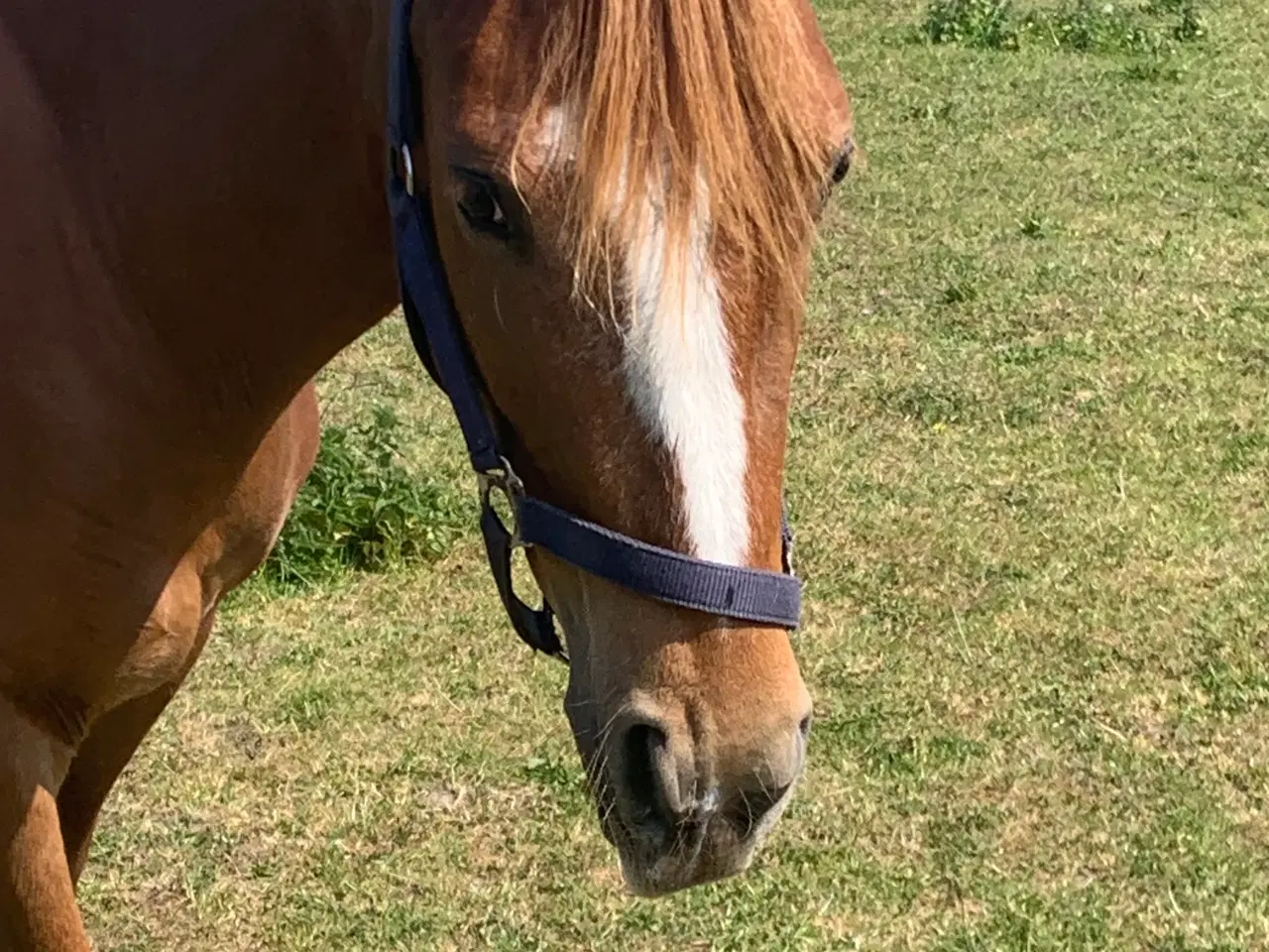 Billede 5 - 3års Hoppe