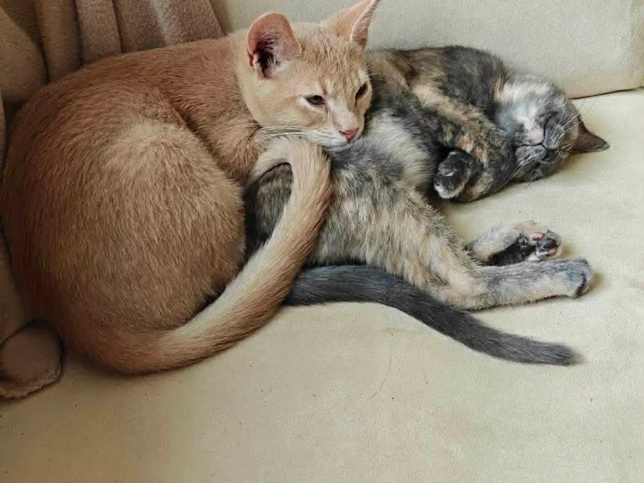 Billede 2 - Supersøde og kælne katte søger nyt hjem