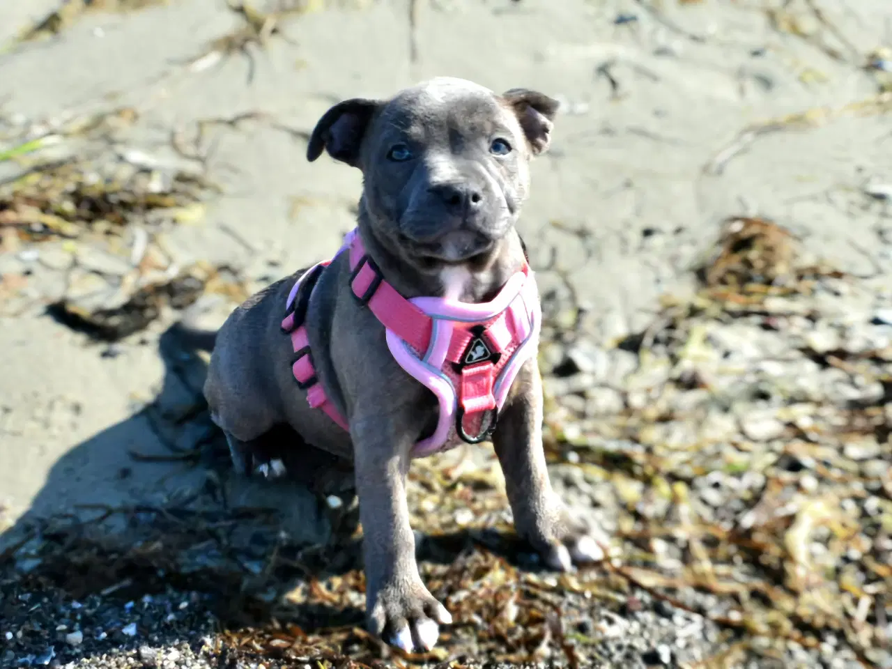 Billede 5 - Dkk staffordshire bull terrier 