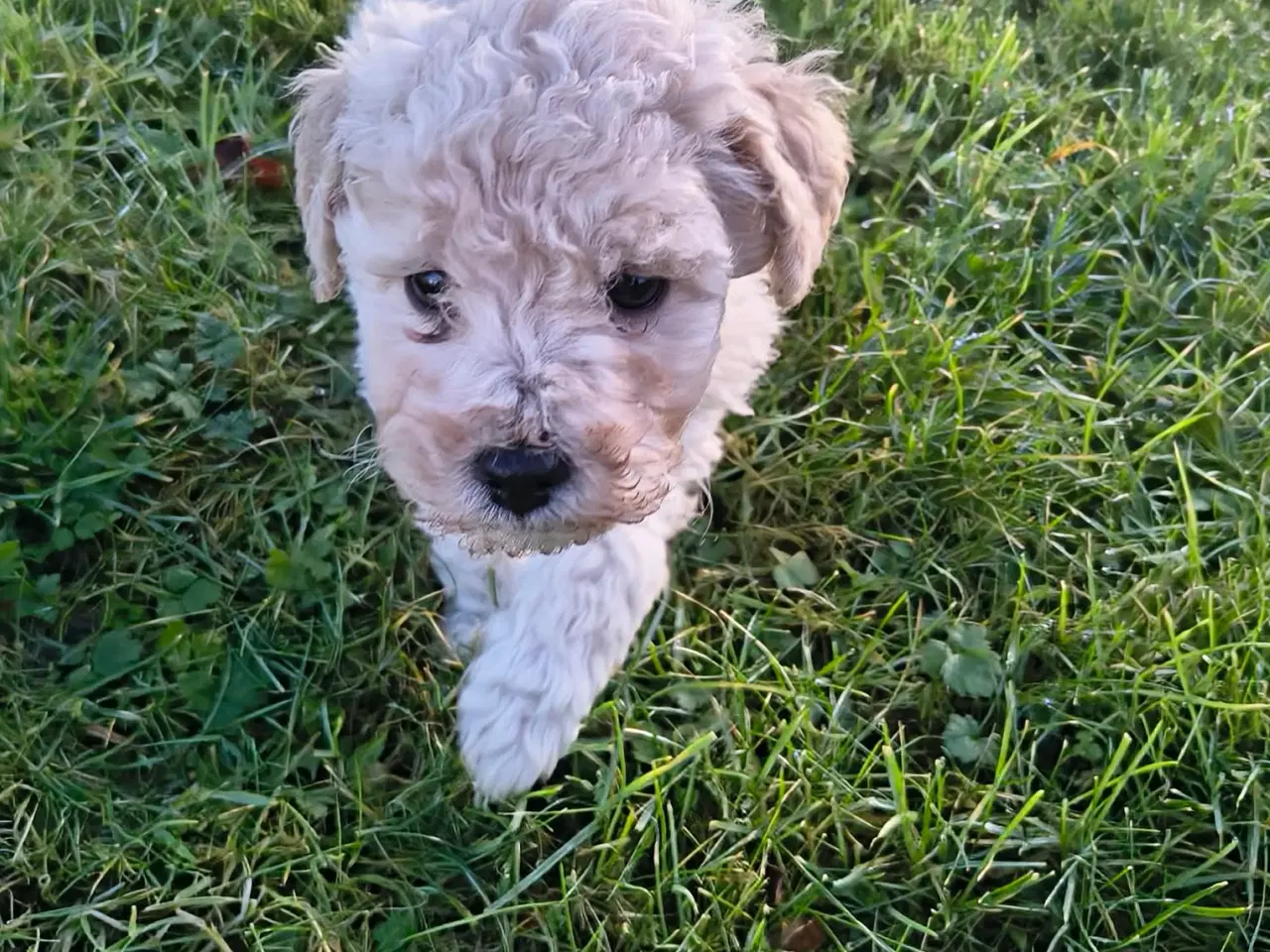 Billede 3 - Mellem puddel hvalpe