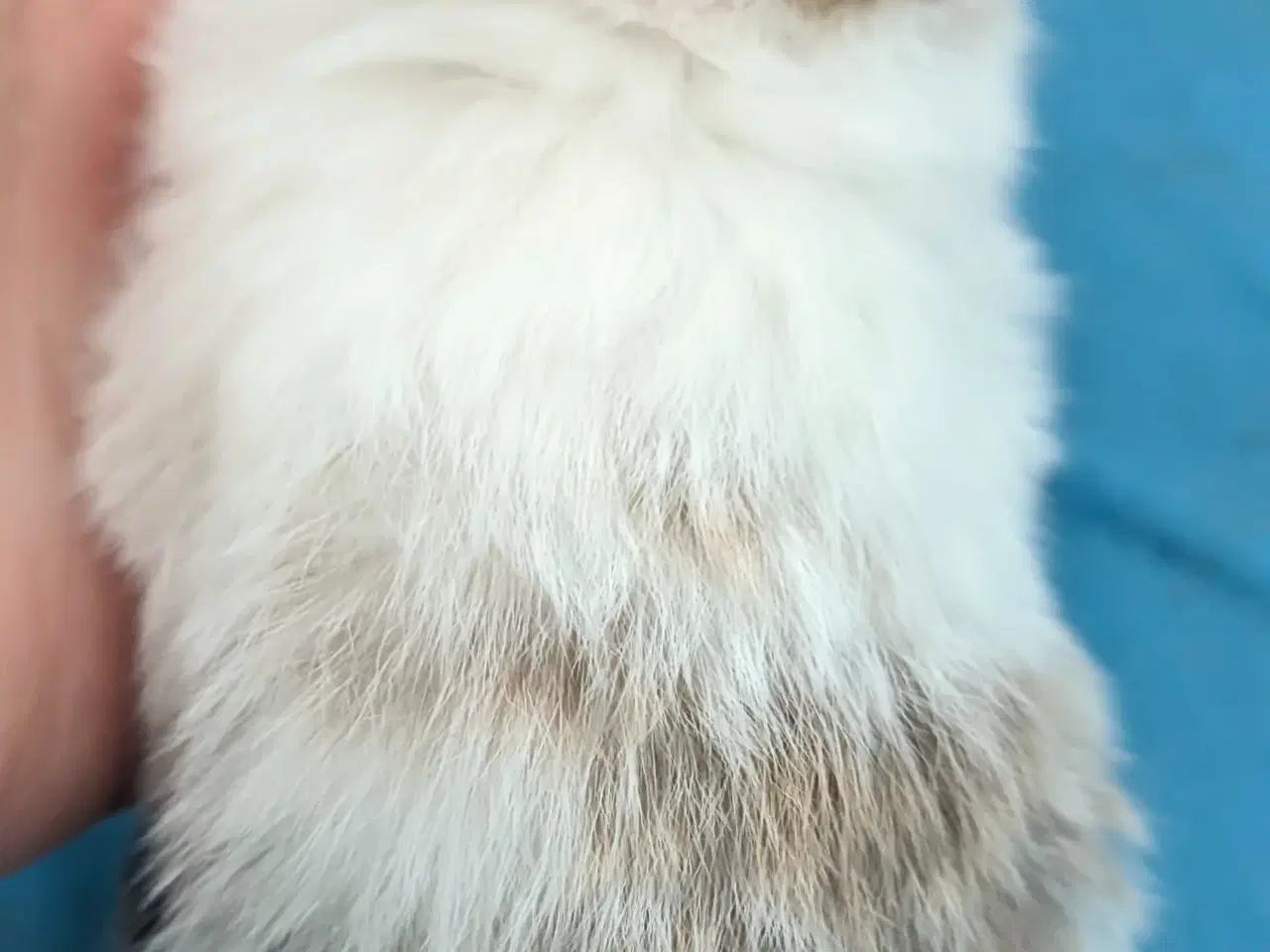 Billede 3 - Hermelin kaninunge sælges