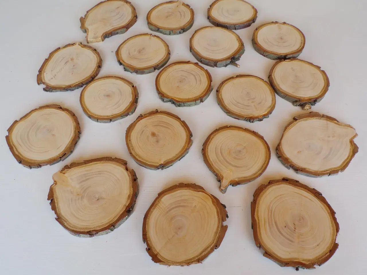 Billede 1 - NYE Træskiver Thuja 10 - 11,5 cm 