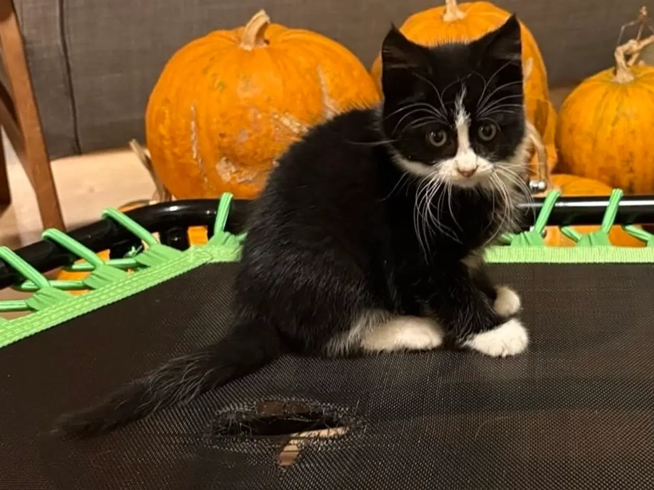 Billede 2 - Sød og legesyg killing