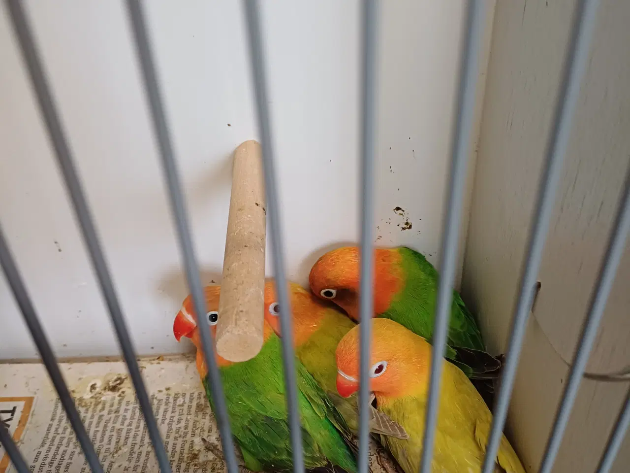 Billede 1 - Rødhovedet dværgpapegøjer