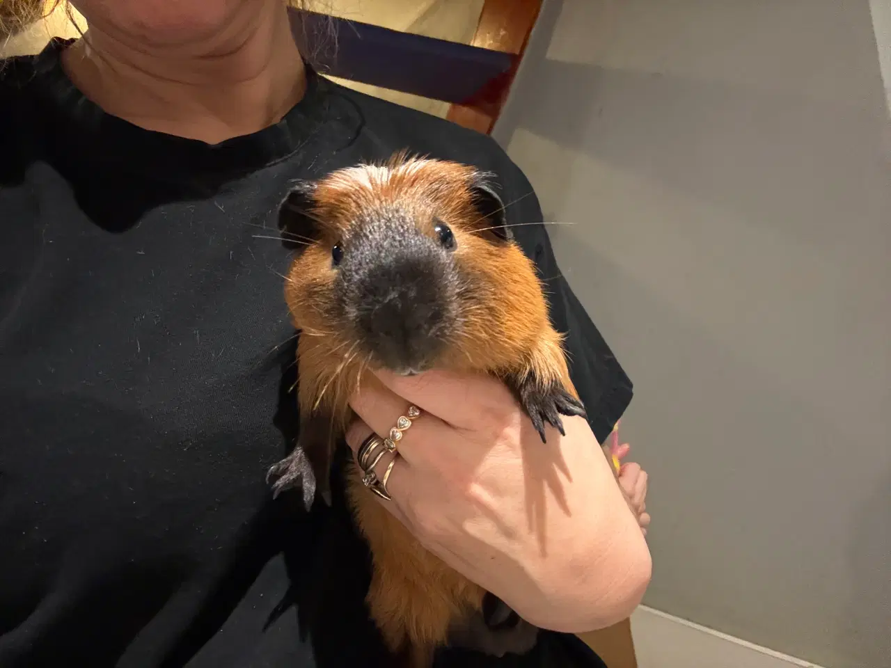 Billede 1 - Rød California 