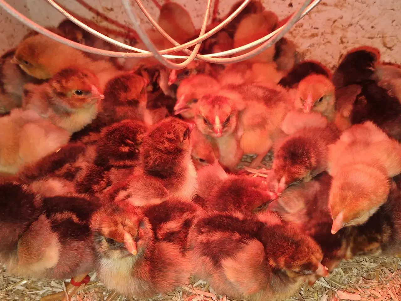 Billede 1 - Kønssorterede wyandot kyllinger 