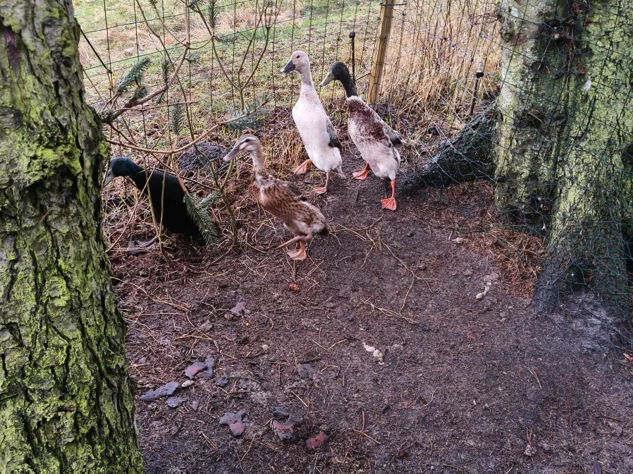 Billede 5 - Løbeænder til salg 