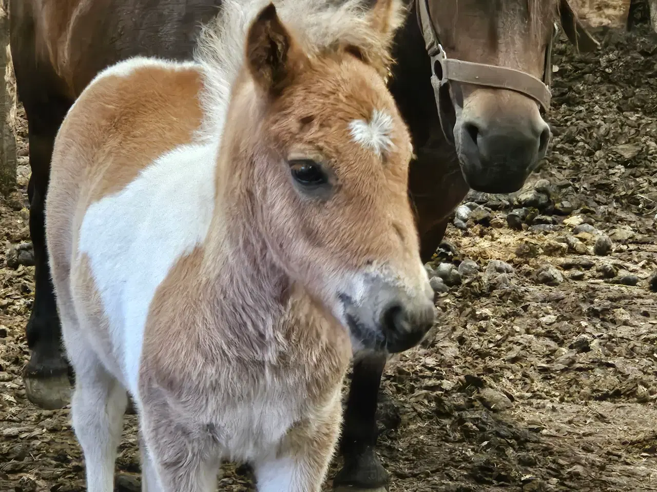 Billede 1 - Super begynderpony 