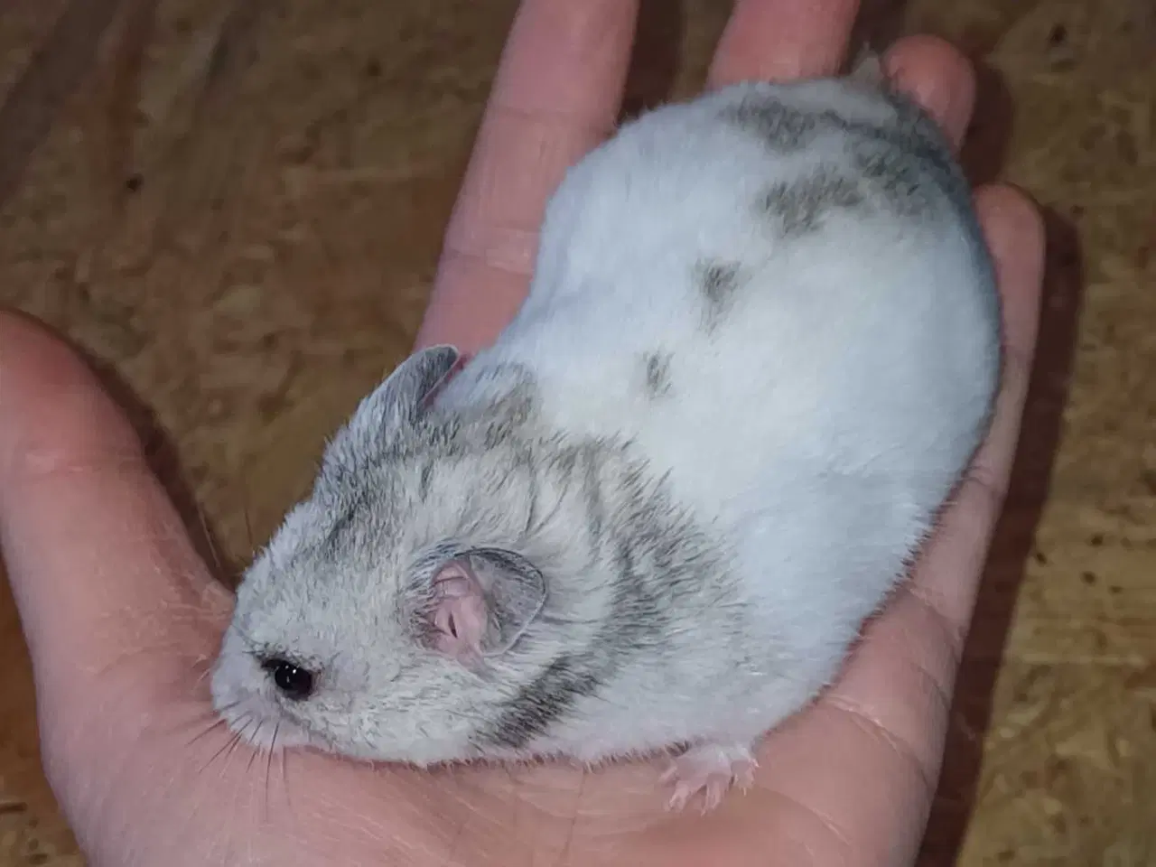 Billede 14 - Guldhamster unger