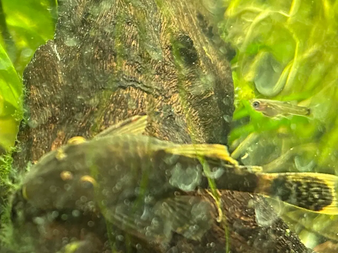 Billede 1 - 🐟 LDA16 Ancistrus maller – sunde og aktive