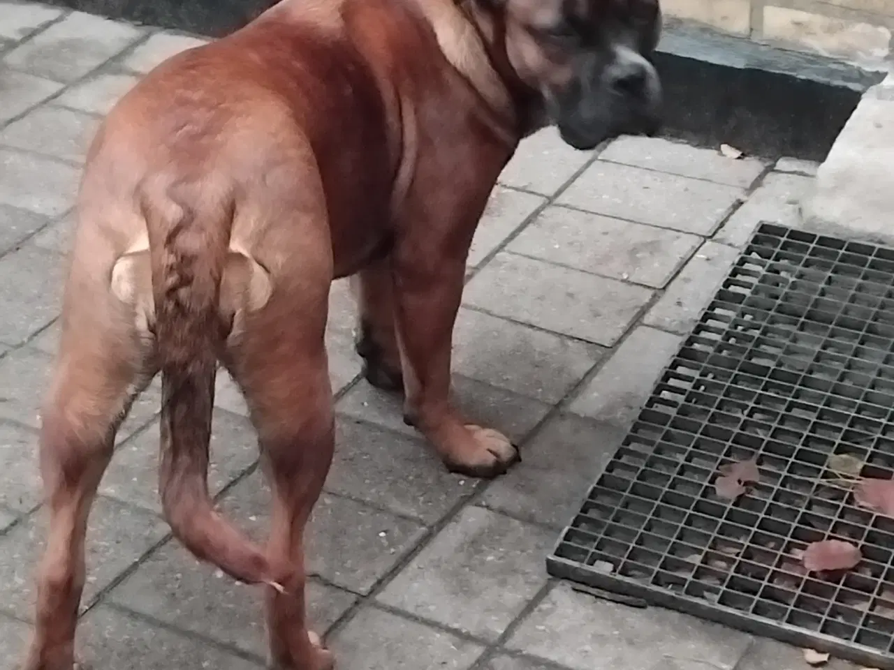 Billede 2 - tæve blanding af dogue de bordeaux / cane corso