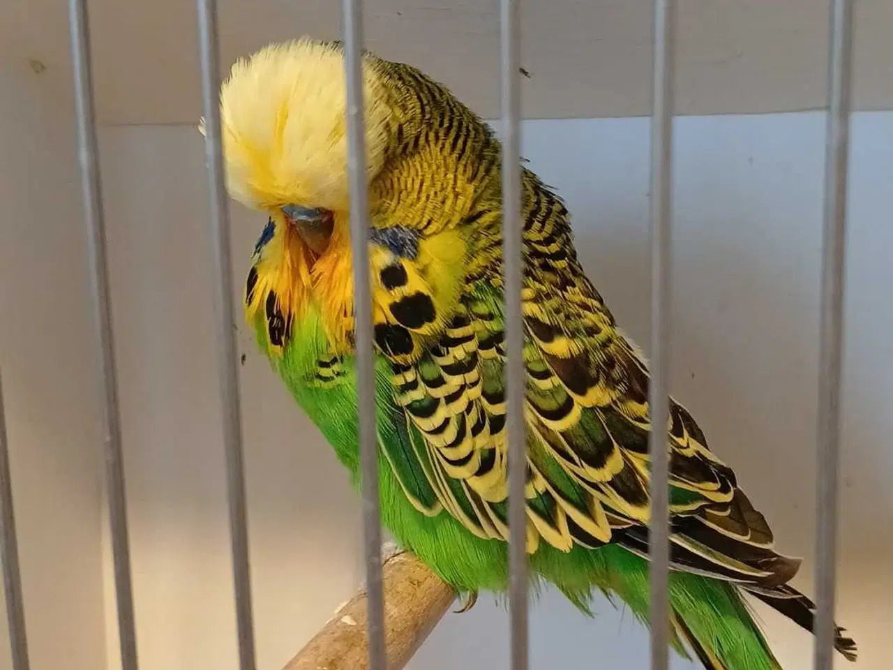 Billede 15 - Engelske undulater 