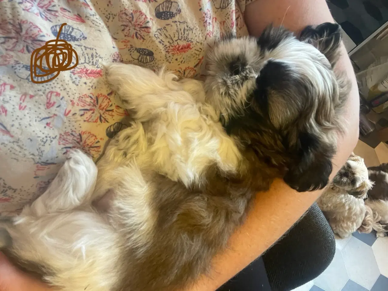 Billede 9 - 4 små Shih Tzu hvalpe mangler nye hjem🐶