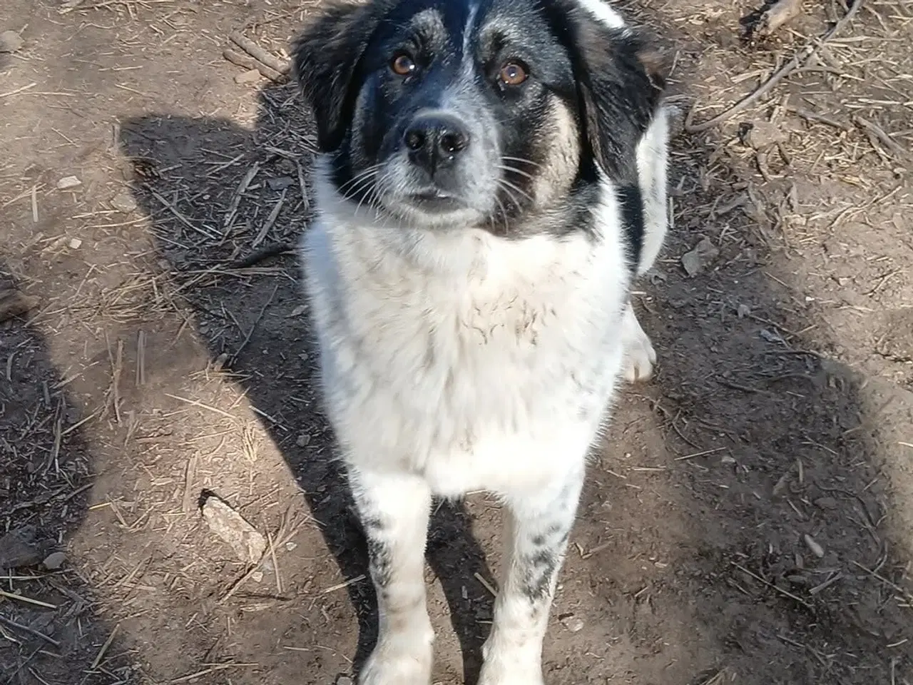 Billede 14 - Vidunderlige Lumos søger et hjem 🩷