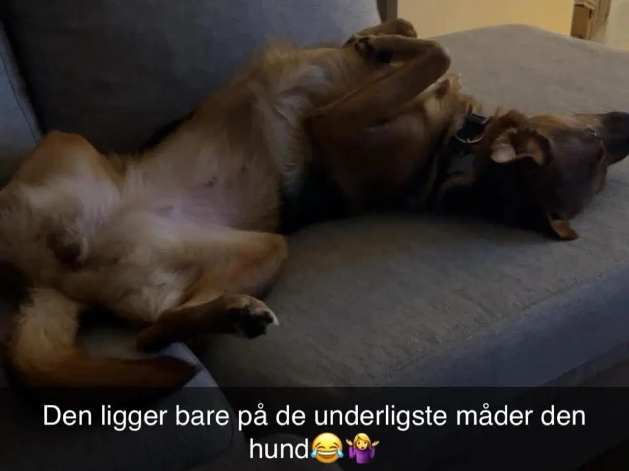 Billede 8 - Sødeste Nico-pigen leder efter ny familie 🩷