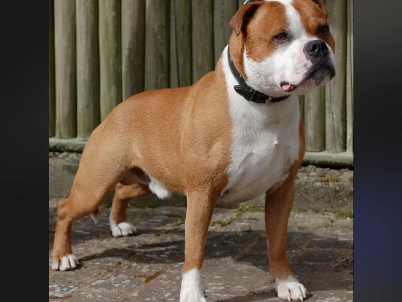 Billede 5 - Staffordshire Bull terrier hvalpe