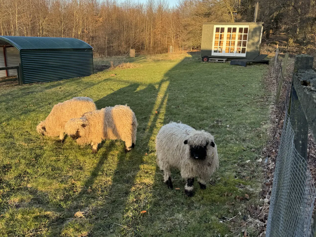 Billede 11 - Valais Blacknose gimmerlam 