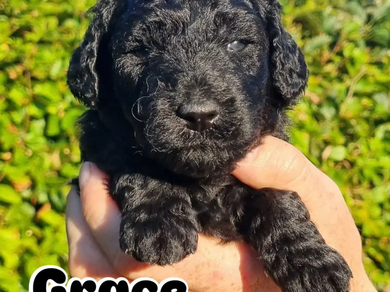 Billede 7 - Golden Doodle F1b hvalpe – klar til nye hjem i okt