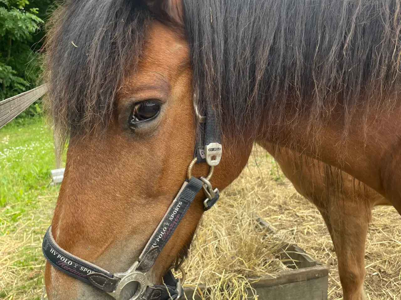 Billede 4 - Islænder samt blandings pony sælges