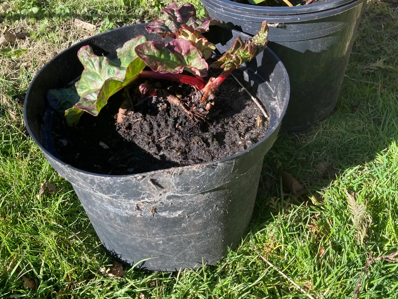 Billede 2 - Rabarber