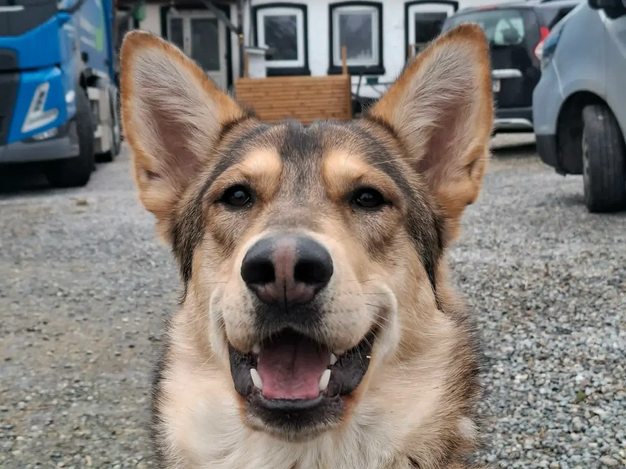 Billede 11 - Blandings Hvalpe 