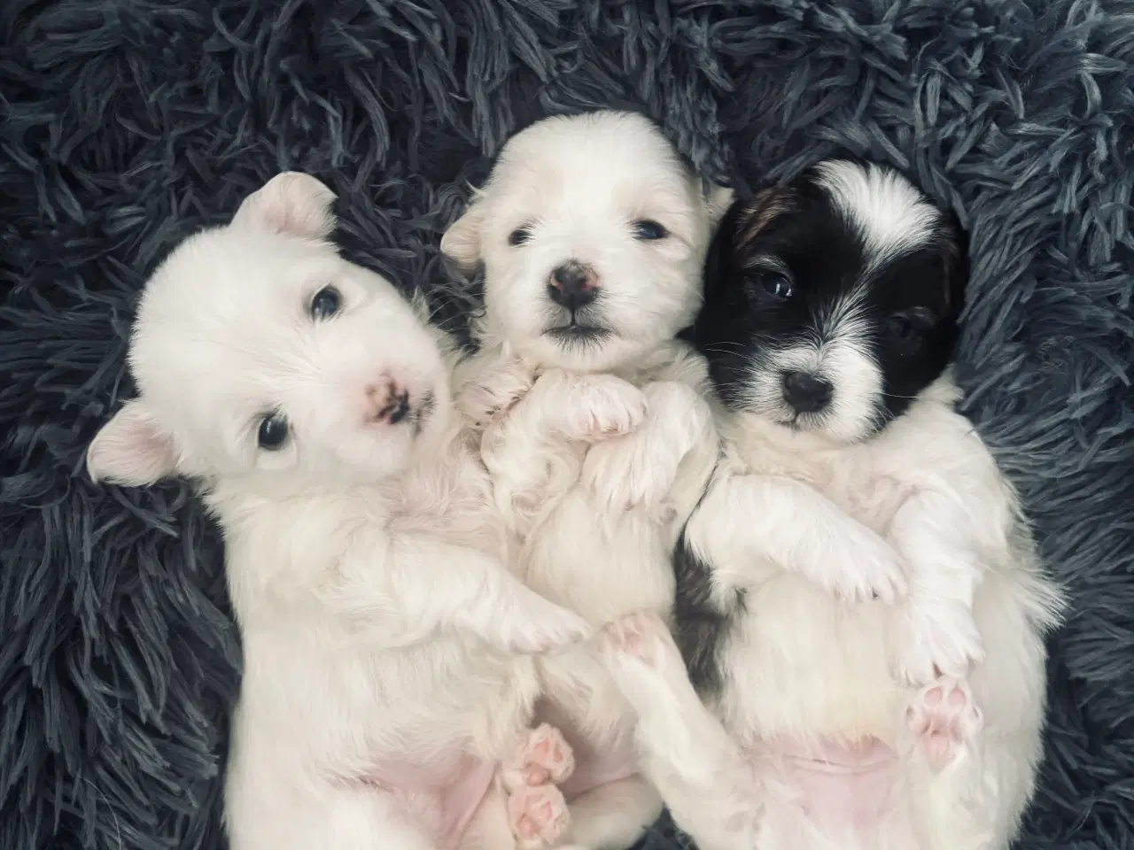 Billede 1 - Coton de Tulear hvalpe