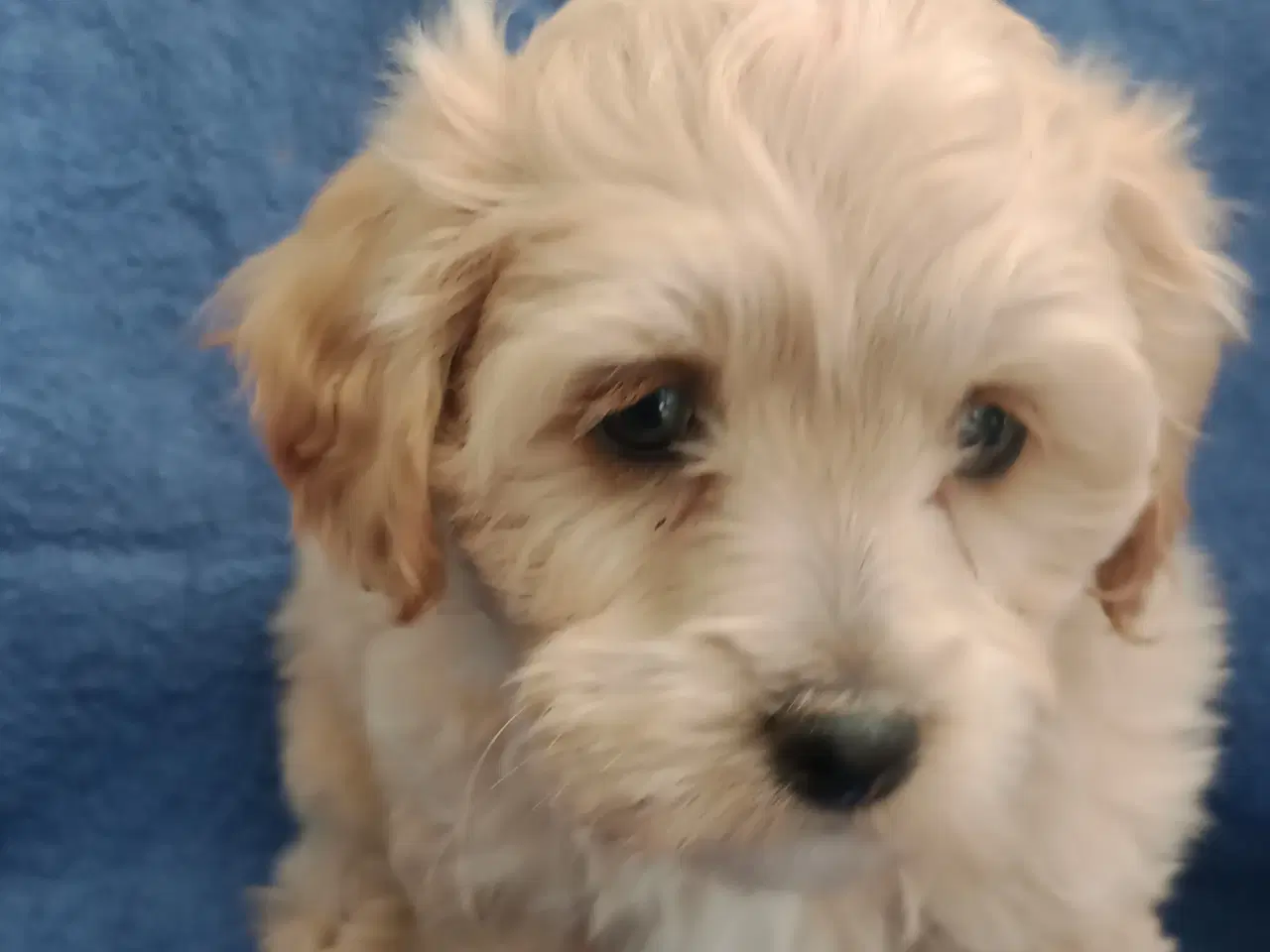 Billede 14 - Maltipoo hvalpe