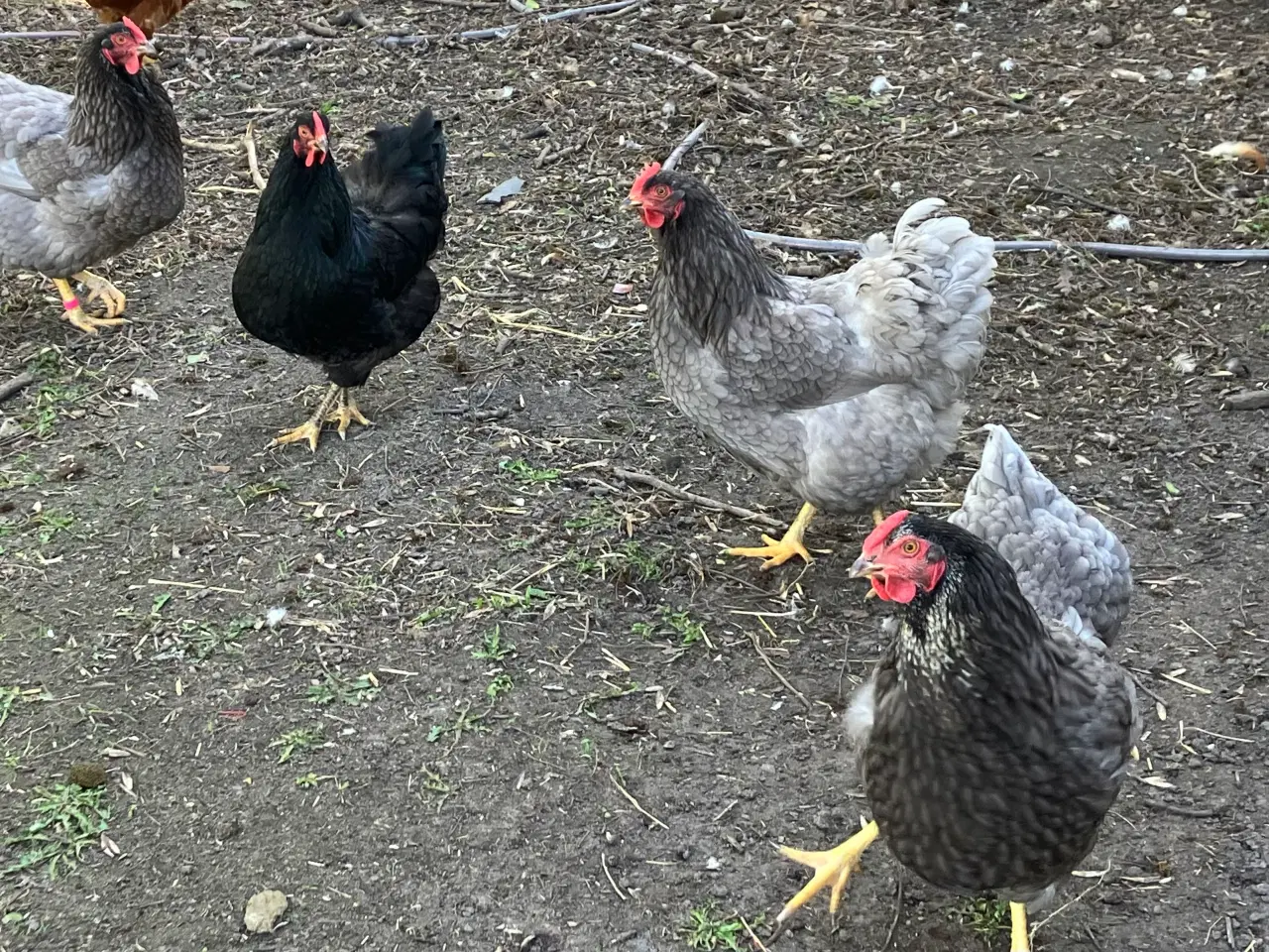 Billede 1 - Sorte og grå høns 