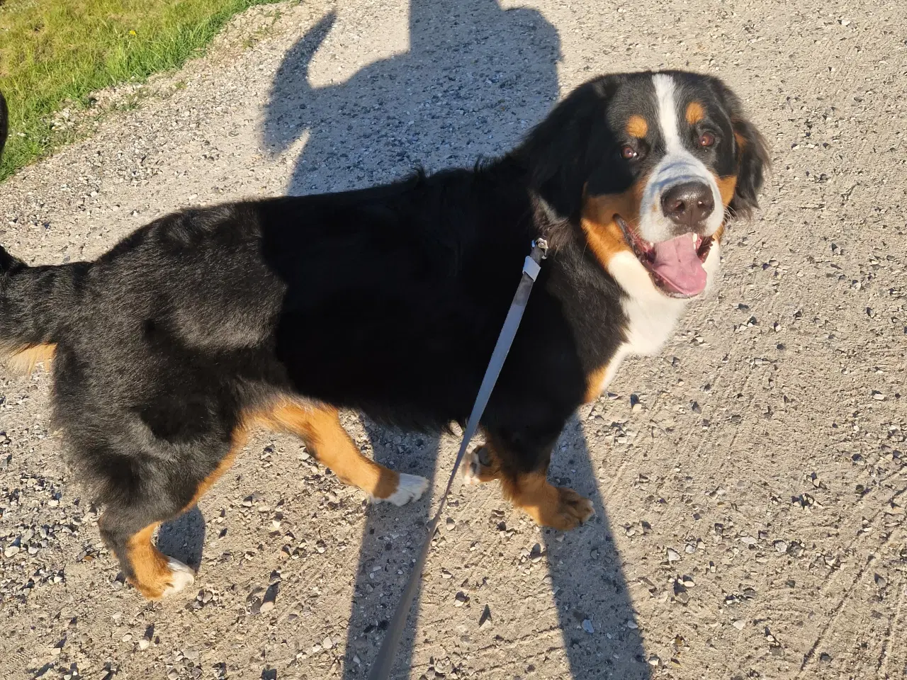 Billede 4 - Berner sennen Parring tilbydes