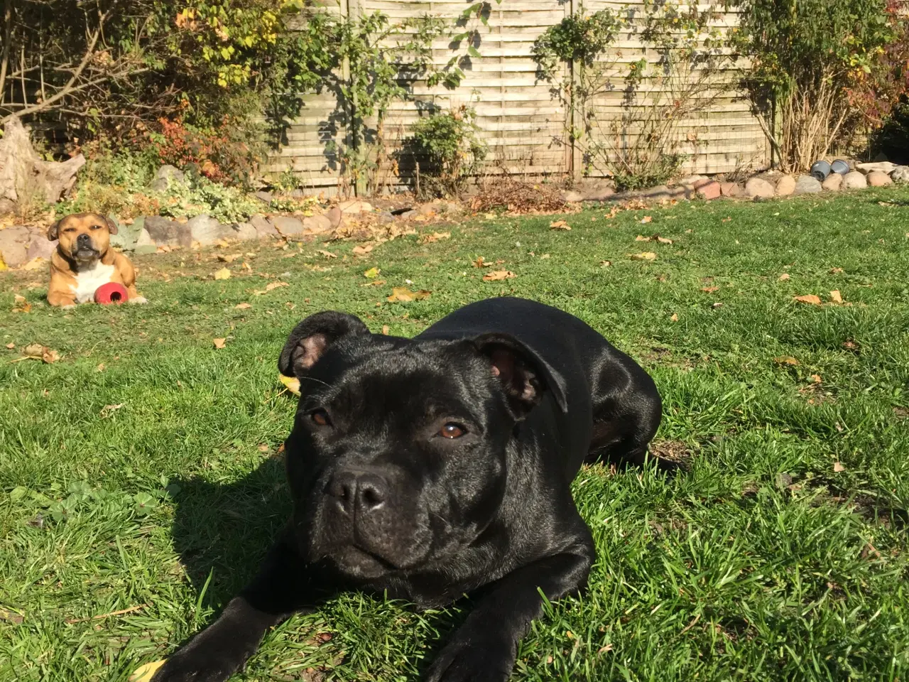 Billede 6 - Staffordshire Bull terrier