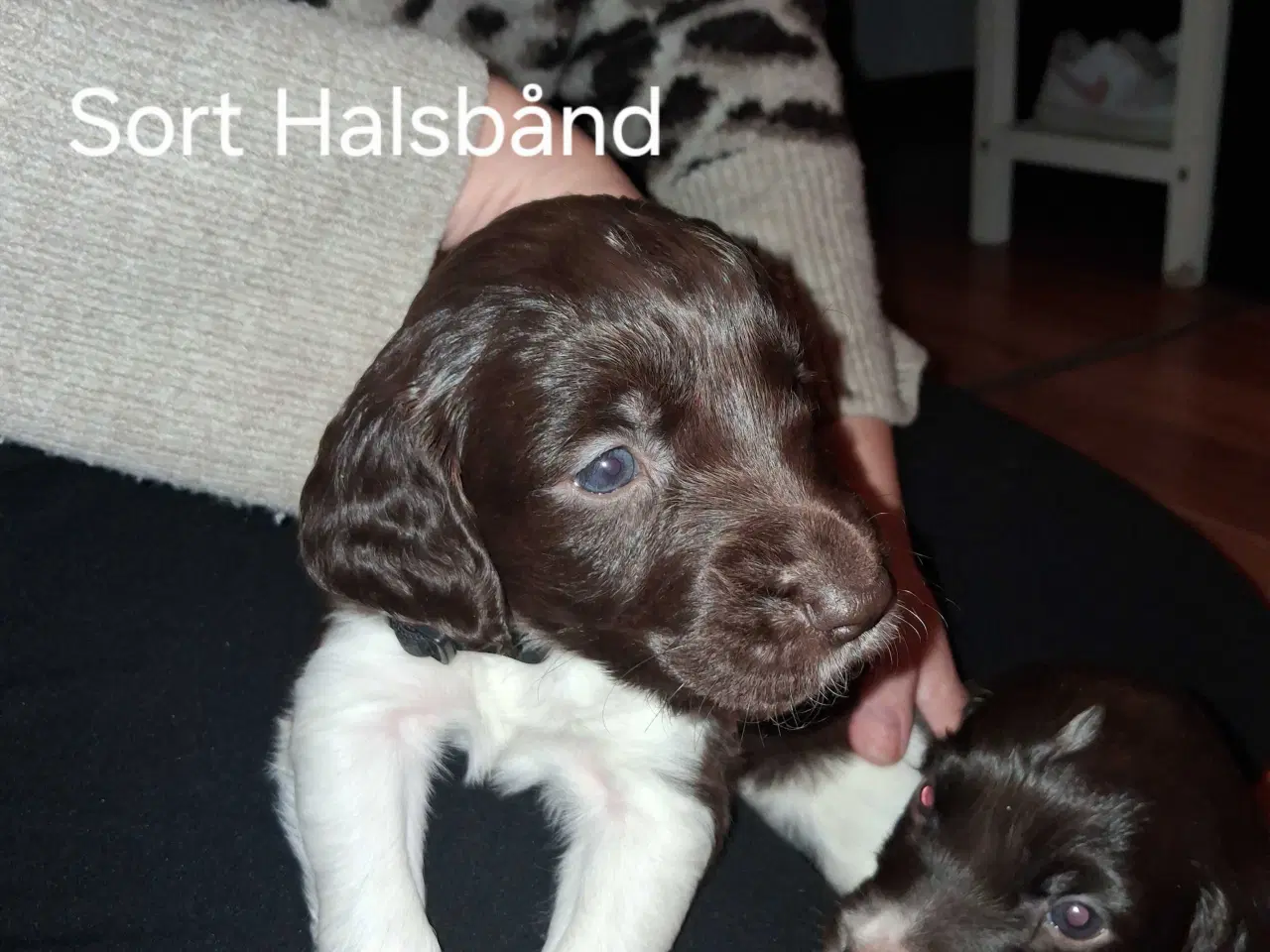 Billede 3 - kleine münsterländer Hvalpe