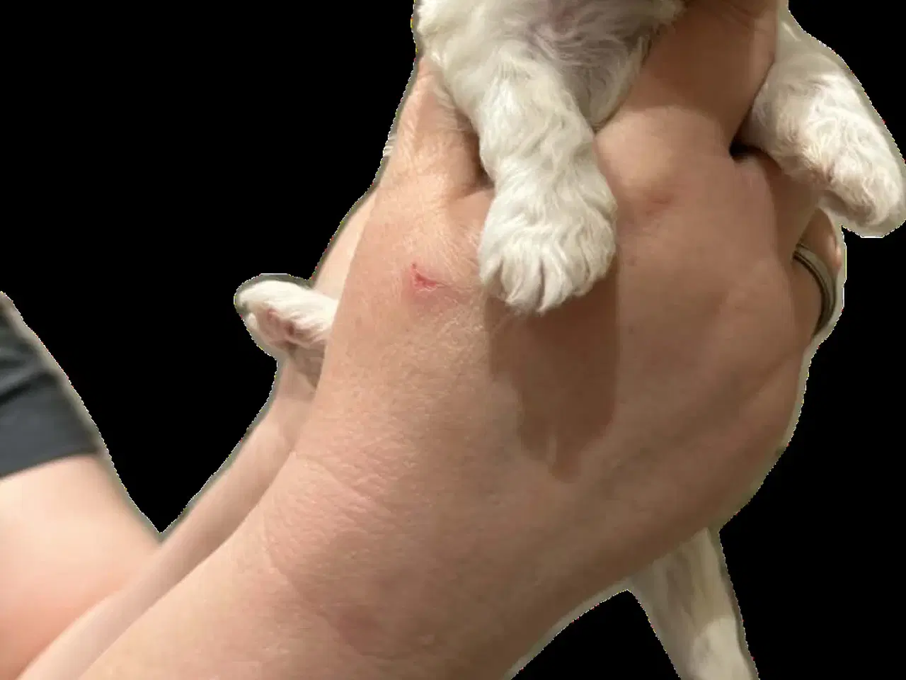 Billede 9 - Bichon Havanais/Coton De Tulear