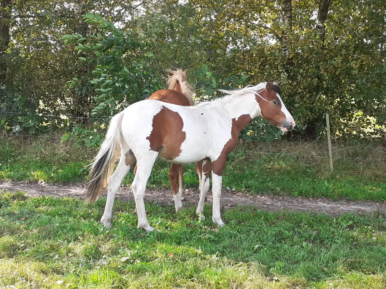 Billede 4 - Pony pinto Hingst plag 