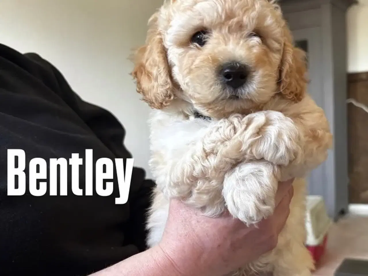 Billede 6 - Maltipoo hvalpe – 8 uger, chippet & vaccineret