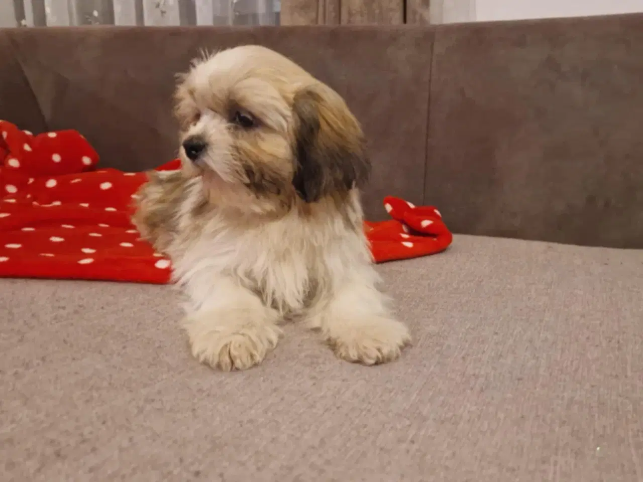 Billede 4 - Shih tzu bamser