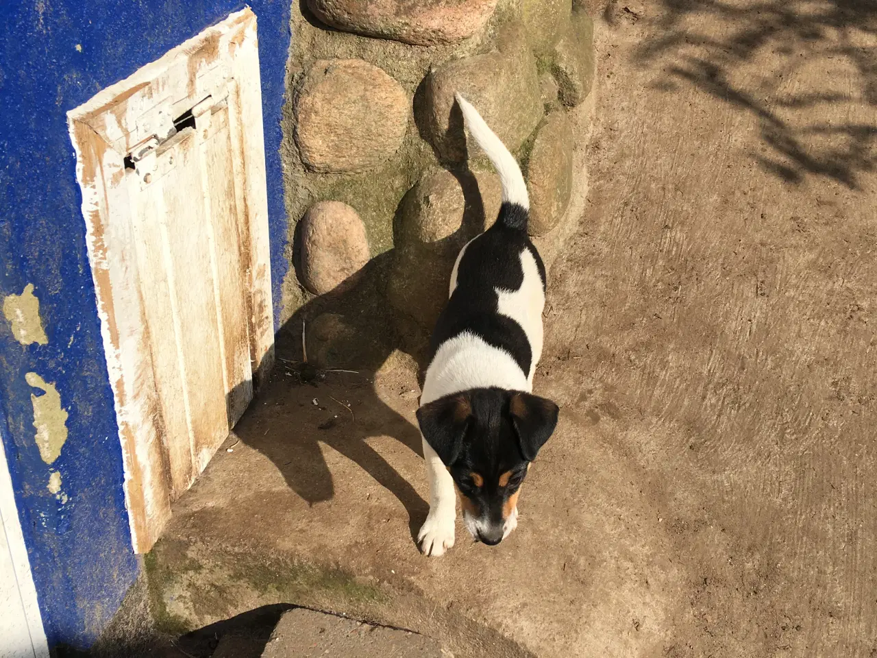 Billede 6 - Dansk-Svenske Gårdhundehvalpe