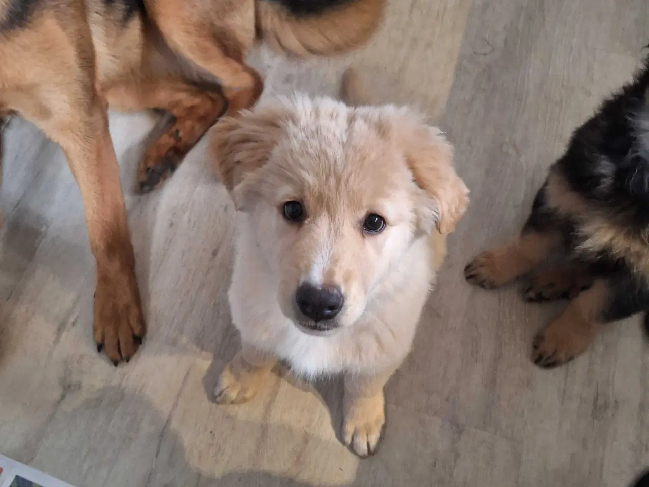 Billede 1 - Golden Shepherd hvalp 🩷