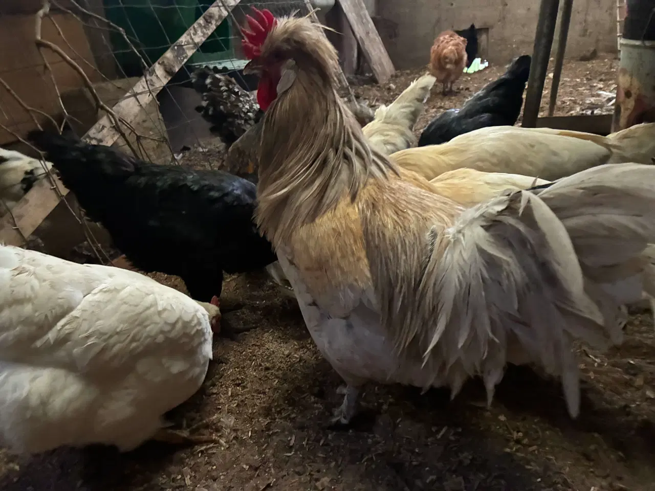 Billede 3 - Flot hvid beige hane med konge krone og gode befru