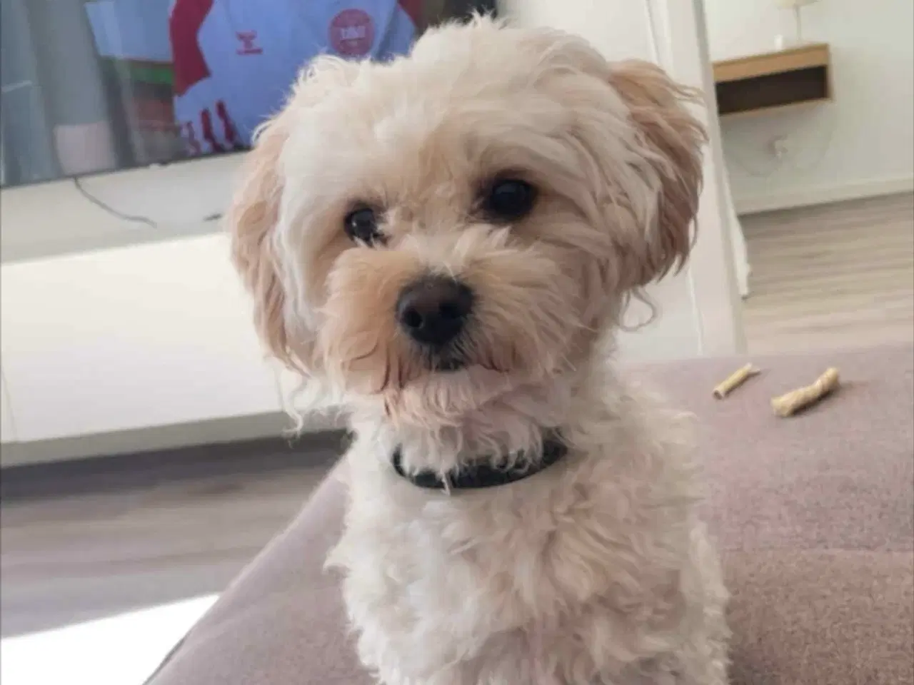 Billede 9 - Malteser/ Maltipoo