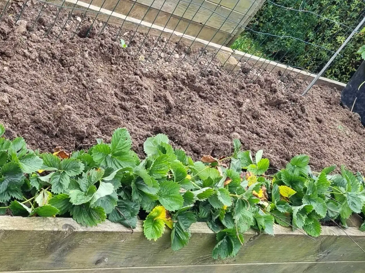 Billede 1 - Jordbær planter