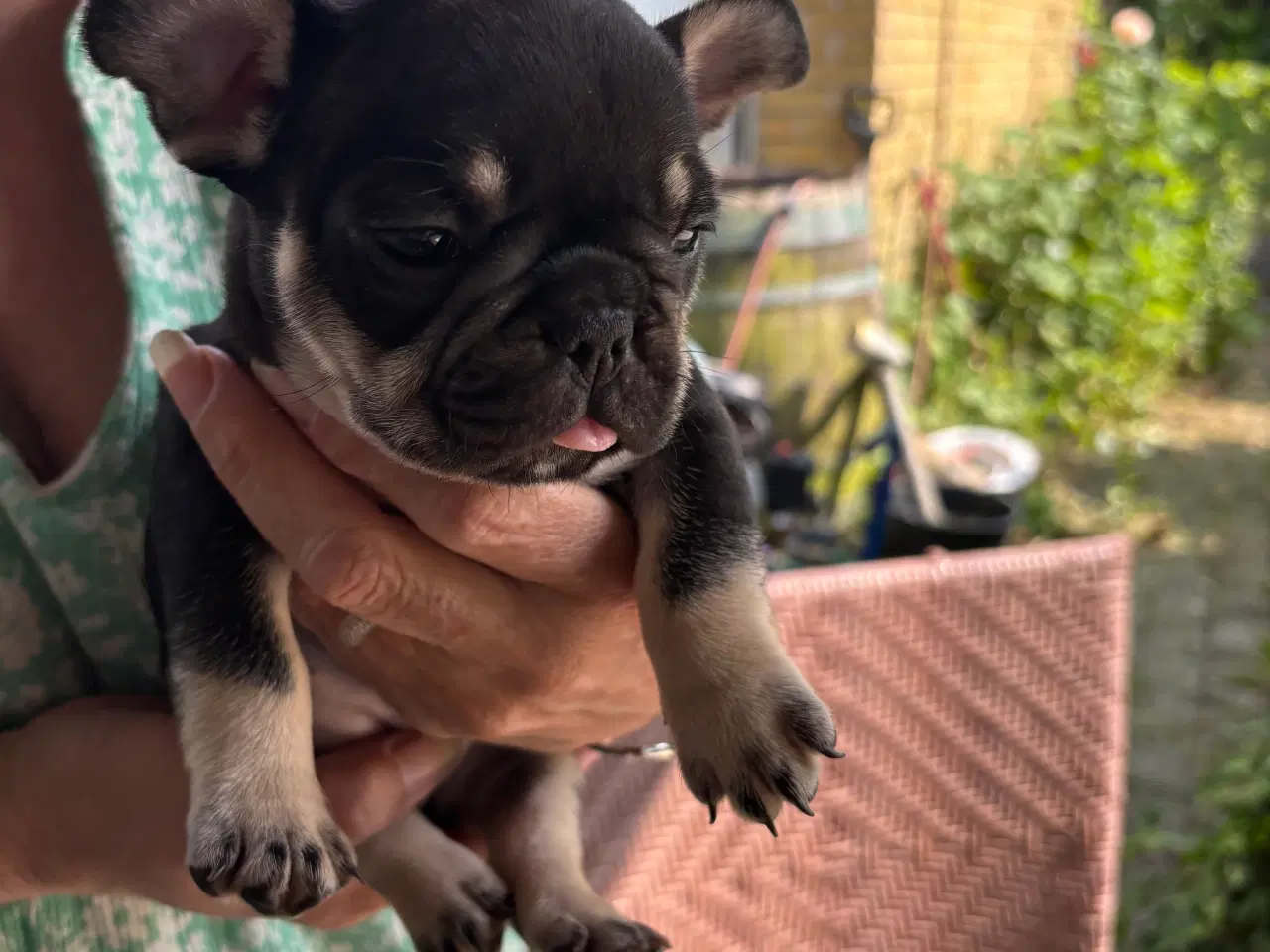 Billede 18 - Franske bulldog hvalpe